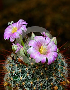 Mammillaria sp., close-up of a cactus blooming with pink flowers in spring