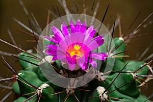 Mammillaria sp., close-up of a cactus blooming with pink flowers in spring