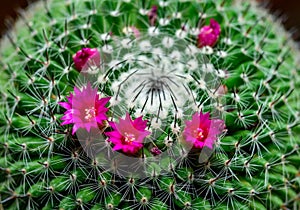 Mammillaria sp., close-up of a cactus blooming with pink flowers in spring