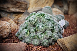Mammillaria sp. clump, Cactus in garden has a brown stone around, Cacti, Cactaceae, Succulent, Tree, Drought tolerant plant.