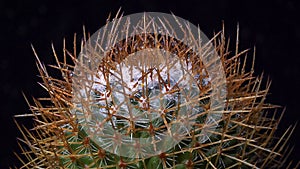 Mammillaria sp. - spiny cactus with long spines in botanical collection