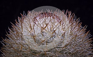 Mammillaria sp. - spiny cactus with long spines in botanical collection