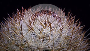 Mammillaria sp. - spiny cactus with long spines in botanical collection