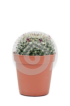 Mammillaria spinosissim cactus