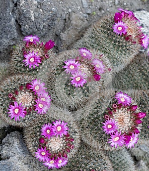 Mammillaria spinosissima, also known as the spiny pincushion cactus
