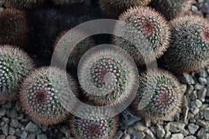 The Mammillaria spinosissima cactus