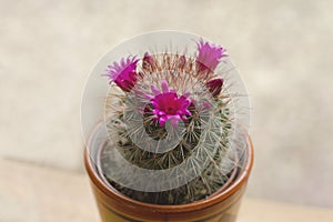 Mammillaria spinosissima cactus