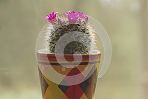 Mammillaria spinosissima cactus with pink flowers blooming