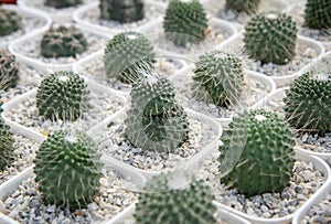 Mammillaria spinosissima cv. UN PICO, Small cactus planted in white pot in nursery