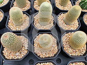 Mammillaria Spinosissima elongated or cylindrical cactus.