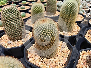 Mammillaria Spinosissima elongated or cylindrical cactus.