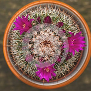 Mammillaria spinosissima flowering