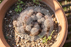 Mammillaria Spinosissima Native From Mexico In Summer
