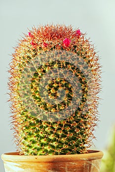 Mammillaria spinosissima is a species belonging to the Cactaceae family, endemic