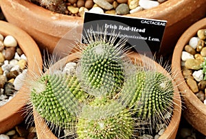 Mammillaria Spinosissima or Spiny Pincushion Cactus in Tropical Garden