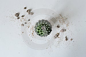 Mammillaria toluca cactus and sand