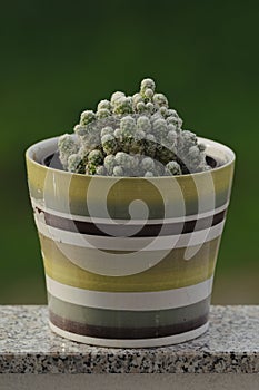 Mammillaria Vetula Gracilis Cactus in pot: Natural green background