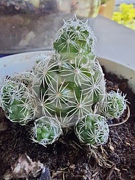 Mammillaria vetula, thimble cactus, species cactus in subfamily Cactoideae