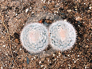 Mammilloydia snowball cactus growing
