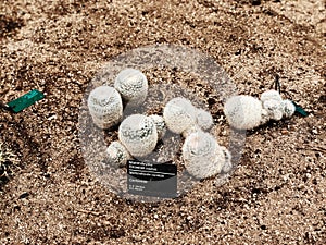 Mammilloydia snowball cactus growing