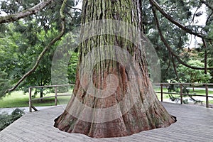 Mammon tree photo