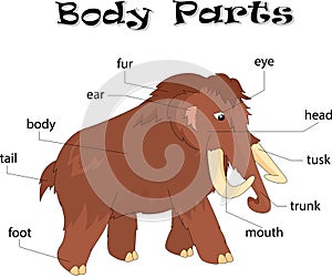 Mammoth body parts