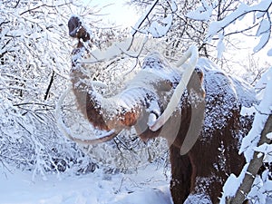 Mammoth figure in winter