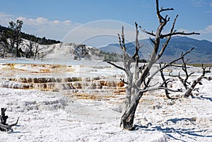 Mammoth hot spring terraces in Yellowstone National Park
