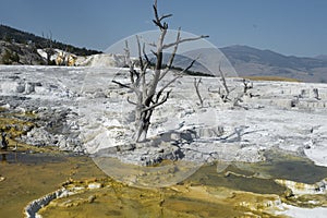 Mammoth Hot Springs Geyser Terrace, Yellowstone