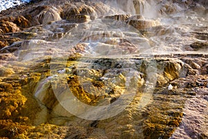 Mammoth Hot Springs with steamy terraces during winter snowy season in Yellowstone National Park, Wyoming