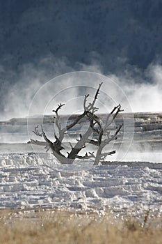 Mammoth Hot Springs in Yellowstone National Park, Wyoming,USA