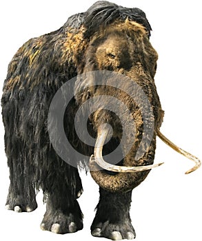 Woolly Mammoth