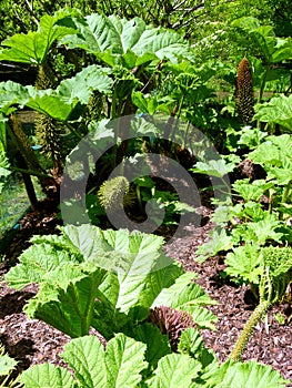 Mammoth leaves and their fruit-stand