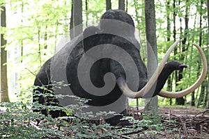 Mammoth Mammuthus