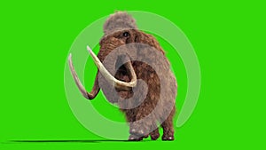 Mammoth Real Fur Walkcycle Jurassic Down Green Screen 3D Rendering Animation