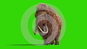 Mammoth Real Fur Walkcycle Jurassic Front Green Screen 3D Rendering Animation