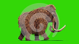Mammoth Real Fur Walkcycle Jurassic Green Screen 3D Rendering Animation