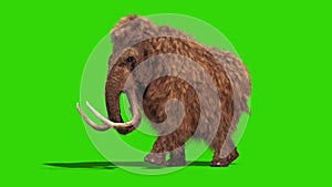 Mammoth Real Fur Walkcycle Jurassic Side Green Screen 3D Rendering Animation
