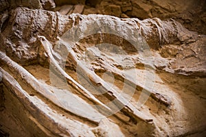 Mammoth Site