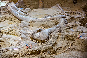 Mammoth Site