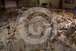 Mammoth Site Of Hot Springs, South Dakota.