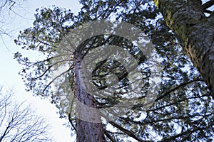 Mammoth tree, giant redwood, Sequoia, Seauoioidae, tree in the public fruit garden in Baden-Baden bright valley, in Black Fore