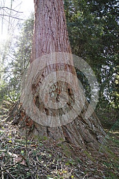 Mammoth tree, giant redwood, Sequoia, Seauoioidae, tree in the public fruit garden in Baden-Baden bright valley, in Black Fore