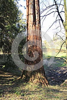 Mammoth tree, giant redwood, Sequoia, Seauoioidae, tree in the public fruit garden in Baden-Baden bright valley, in Black Fore