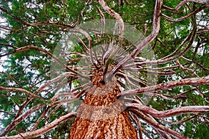 Mammoth tree with many branches skyward