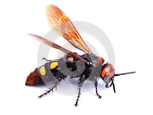 Mammoth wasp (Megascolia maculata) isolated on white