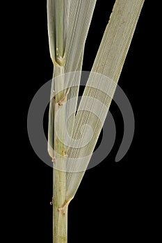 Mammoth Wild Rye Leymus racemosus. Culm and Leaf Sheaths Closeup