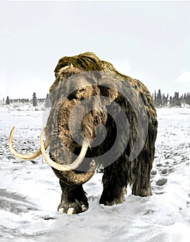 Mammoth in the winter forest-tundra.