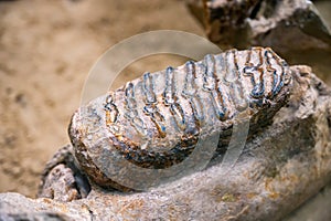 Mammuthus primigenius.Iower tooth from a Woolly Mammoth.