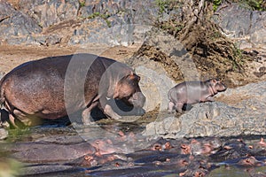 Mamy and Baby Hippo going for a walk